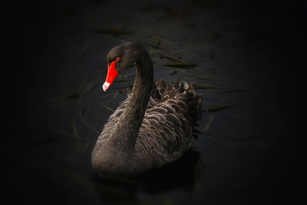 Black Swans in Forex Trading