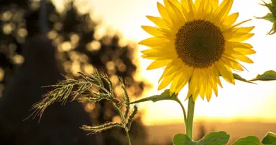 Poor Man's Covered Call